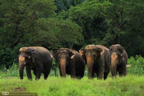 Wildlife and Adventure Tour
